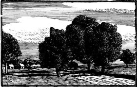 Noyers et Poiriers or Walnut & Pear Trees